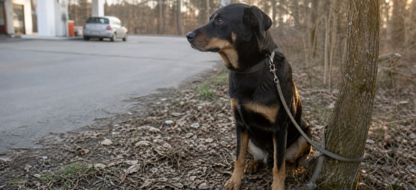 chien abandonné attaché à un arbre