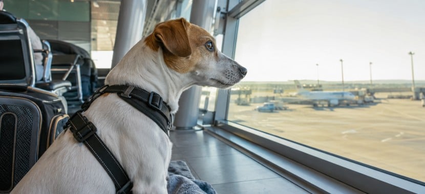 chien dans un aéroport en train de regarder le tarmac