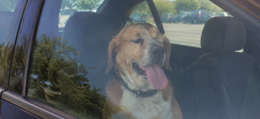 chien enfermé dans un voiture au soleil