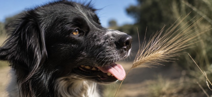 chien face à un épi d'épillet