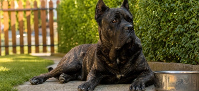 chien couché à côté de sa gamelle