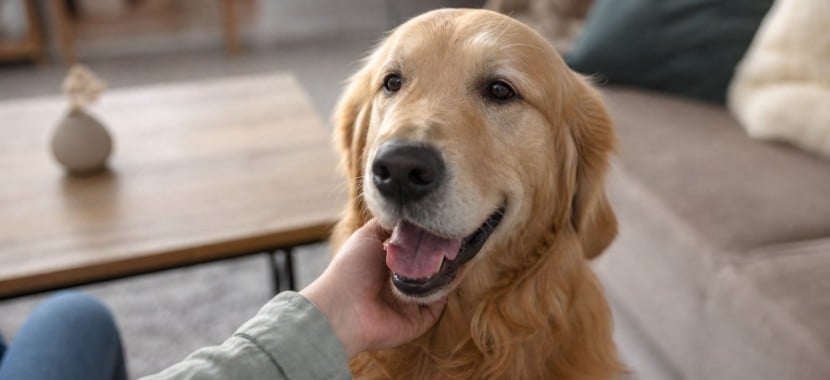 labrador en train de se faire caresser