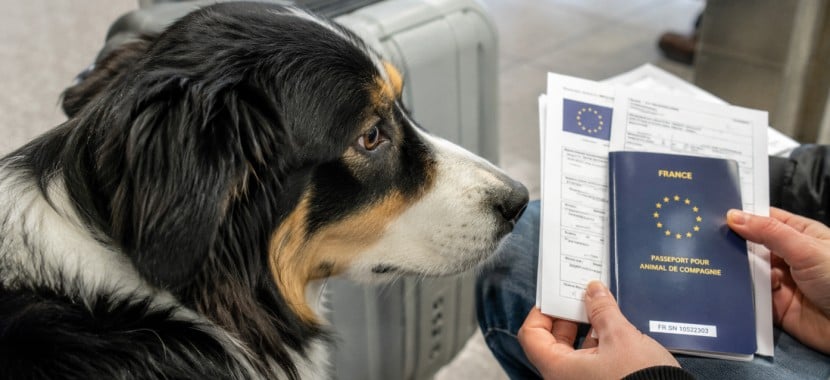 chien et son passeport de voyage et de vaccination